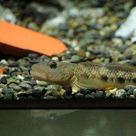 f:id:noraneko222:20110522210635j:image