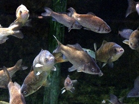 f:id:noraneko222:20110522210637j:image