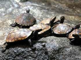 f:id:noraneko222:20110522210640j:image