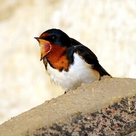 f:id:noraneko222:20110522210641j:image