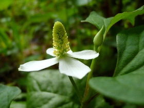 f:id:noraneko222:20110524192531j:image:left