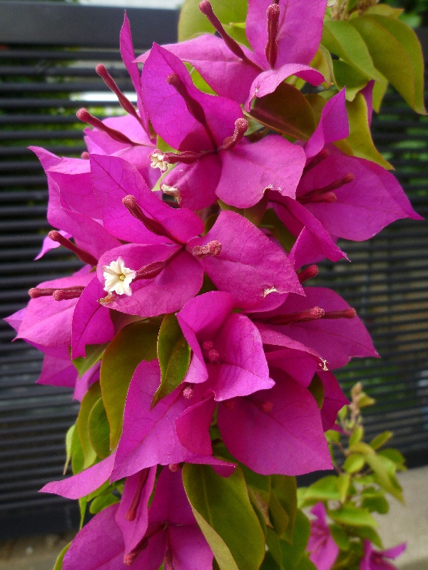 f:id:noraneko222:20110525194528j:image