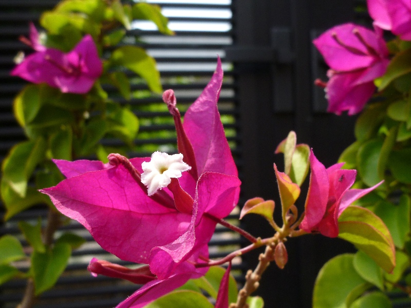 f:id:noraneko222:20110525194531j:image