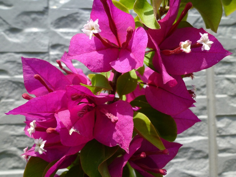 f:id:noraneko222:20110525194532j:image