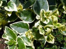 f:id:noraneko222:20110526145618j:image:left
