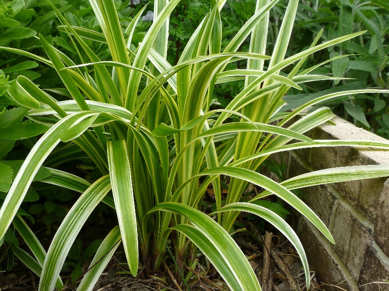 f:id:noraneko222:20110526145759j:image f:id:noraneko222:20110526145759j:image