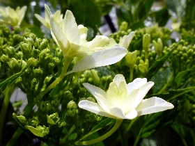 f:id:noraneko222:20110527141307j:image:left