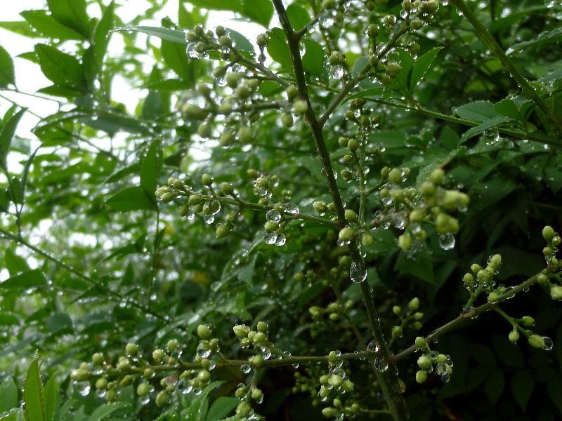 f:id:noraneko222:20110528210509j:image