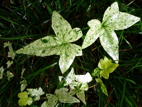 f:id:noraneko222:20110529171448j:image