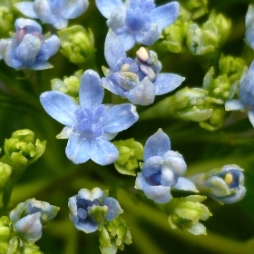 [隅田の花火]