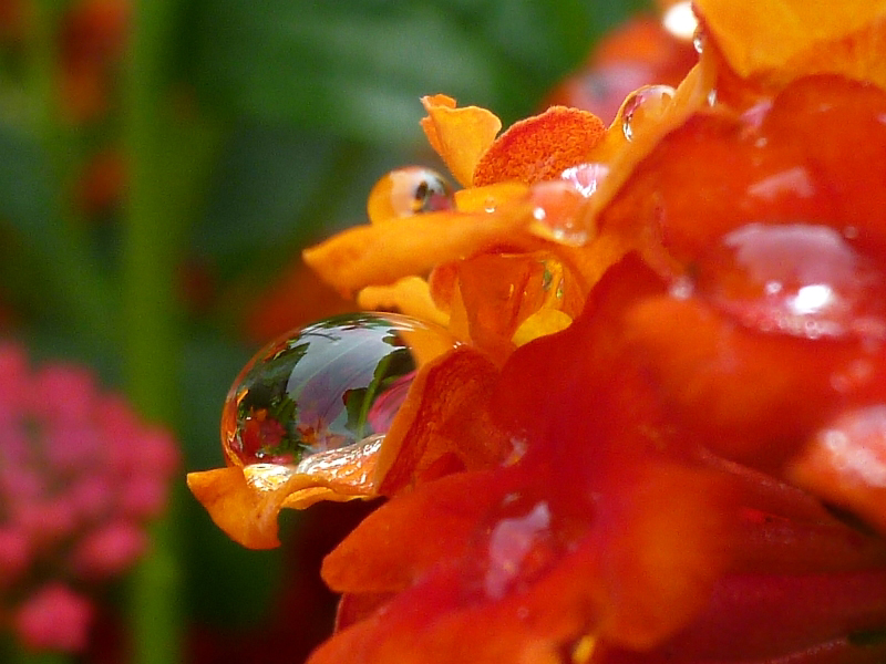 f:id:noraneko222:20110617185210j:image f:id:noraneko222:20110617185210j:image