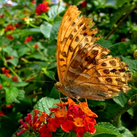 f:id:noraneko222:20111006144618j:image