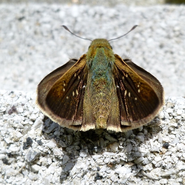 f:id:noraneko222:20111006152836j:image