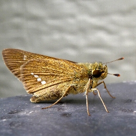 f:id:noraneko222:20111006153012j:image