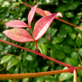 f:id:noraneko222:20111010192955j:image