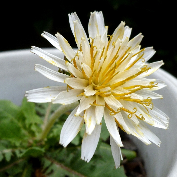 f:id:noraneko222:20111014165820j:image f:id:noraneko222:20111014165820j:image