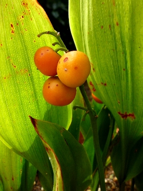f:id:noraneko222:20111024220130j:image f:id:noraneko222:20111024220130j:image