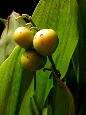 f:id:noraneko222:20111024220133j:image f:id:noraneko222:20111024220133j:image