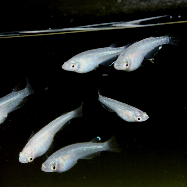 f:id:noraneko222:20111027204333j:image