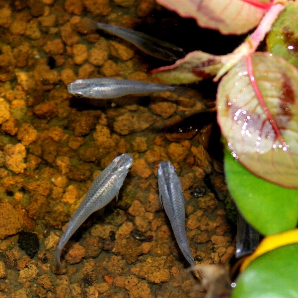 f:id:noraneko222:20111027204335j:image