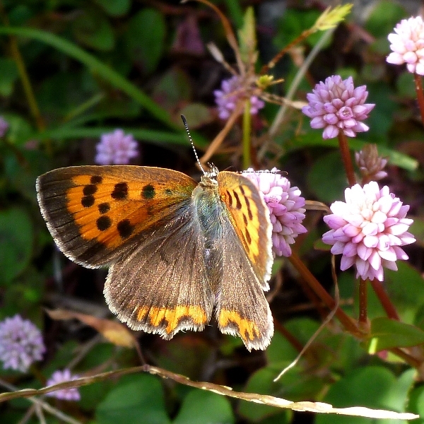 f:id:noraneko222:20111028190042j:image f:id:noraneko222:20111028190042j:image