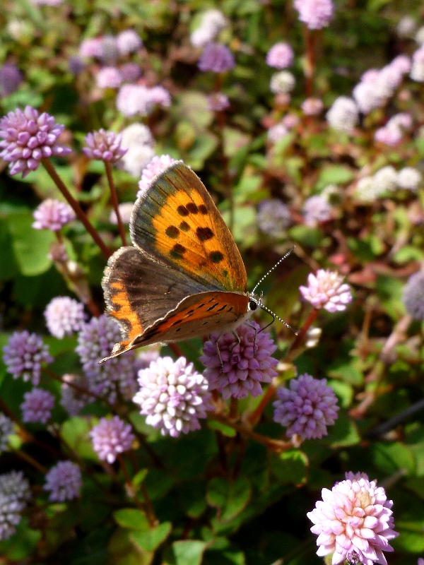 f:id:noraneko222:20111028190043j:image f:id:noraneko222:20111028190043j:image