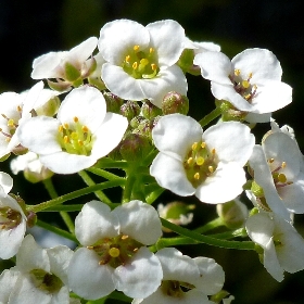 f:id:noraneko222:20111030185647j:image