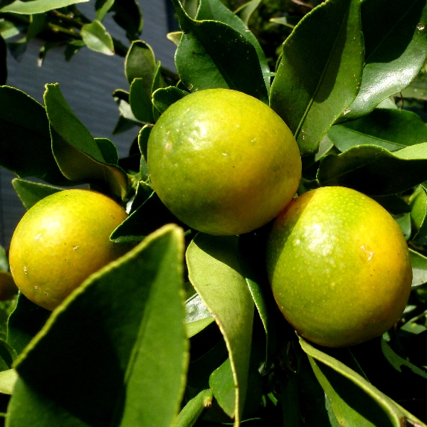 f:id:noraneko222:20111030193023j:image f:id:noraneko222:20111030193023j:image