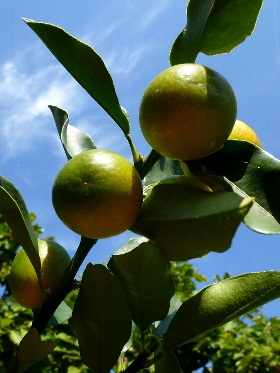 f:id:noraneko222:20111030193024j:image