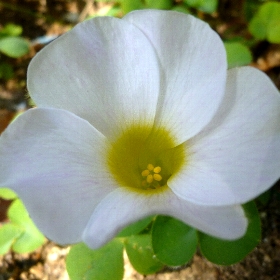 f:id:noraneko222:20111031165315j:image