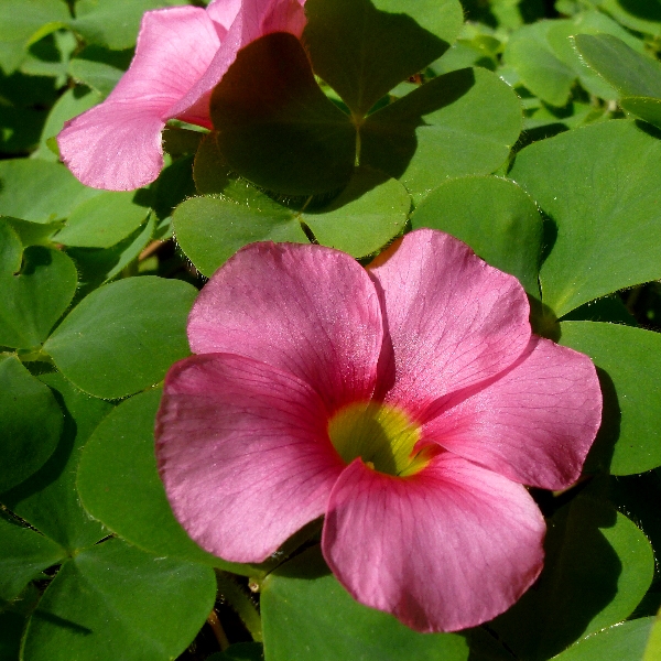 f:id:noraneko222:20111031165316j:image