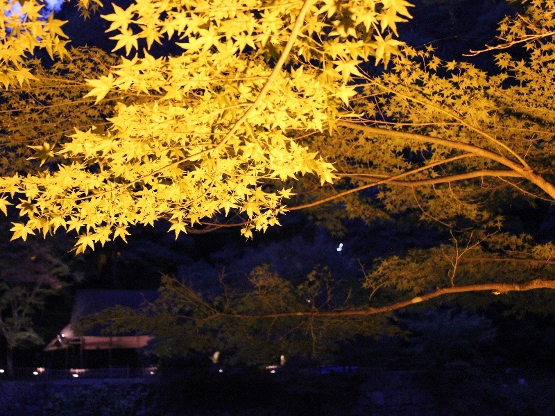 f:id:noraneko222:20111103193208j:image
