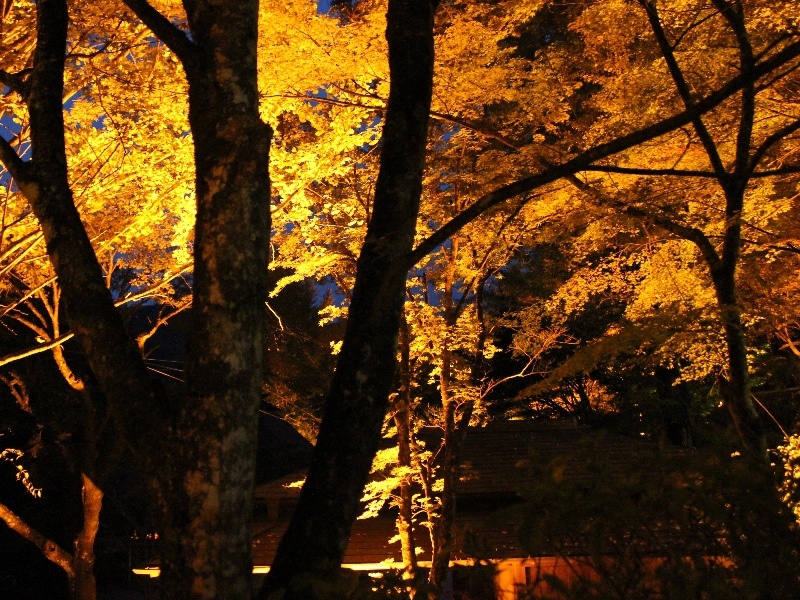 f:id:noraneko222:20111103193211j:image