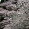 [四季桜]