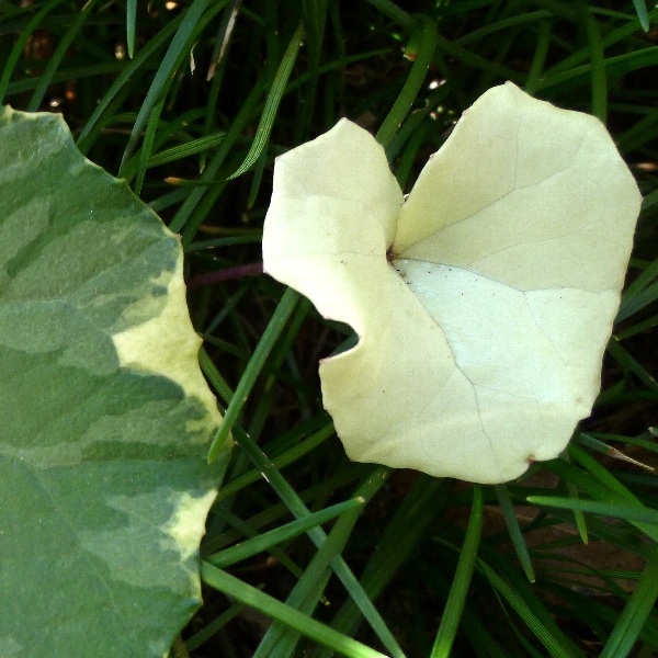 f:id:noraneko222:20111205193032j:image f:id:noraneko222:20111205193032j:image