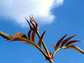 f:id:noraneko222:20111207222445j:image:left