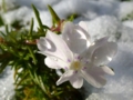 [初雪][芝桜]