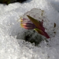 [初雪][芝桜]