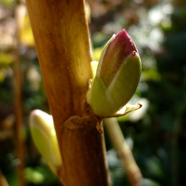 f:id:noraneko222:20111231131447j:image