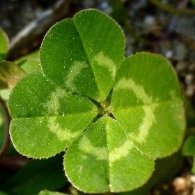 f:id:noraneko222:20111231131643j:image:left