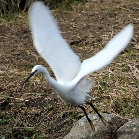 f:id:noraneko222:20111231183552j:image