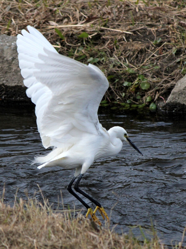 f:id:noraneko222:20111231183554j:image