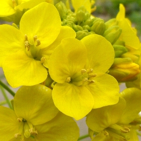 f:id:noraneko222:20120106194555j:image f:id:noraneko222:20120106194555j:image