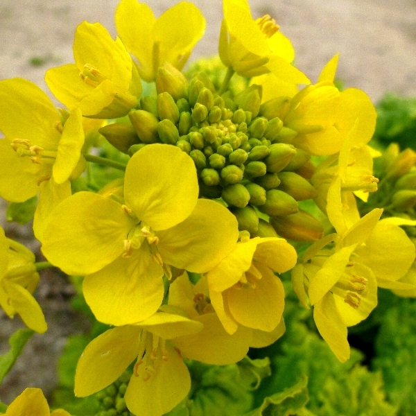 f:id:noraneko222:20120106194556j:image f:id:noraneko222:20120106194556j:image