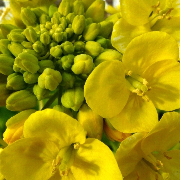 f:id:noraneko222:20120106194558j:image f:id:noraneko222:20120106194558j:image