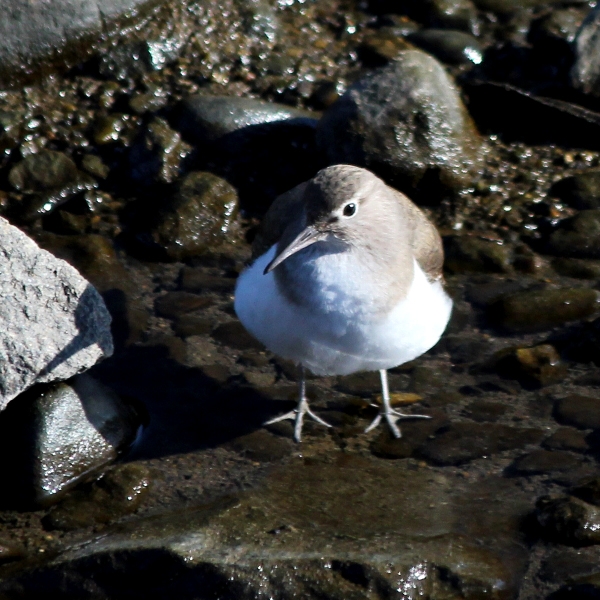 f:id:noraneko222:20120109193806j:image f:id:noraneko222:20120109193806j:image