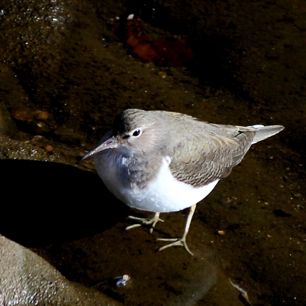 f:id:noraneko222:20120109193808j:image f:id:noraneko222:20120109193808j:image