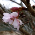 [四季桜][１月]