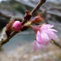 [四季桜][１月]