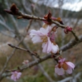 [四季桜][１月]